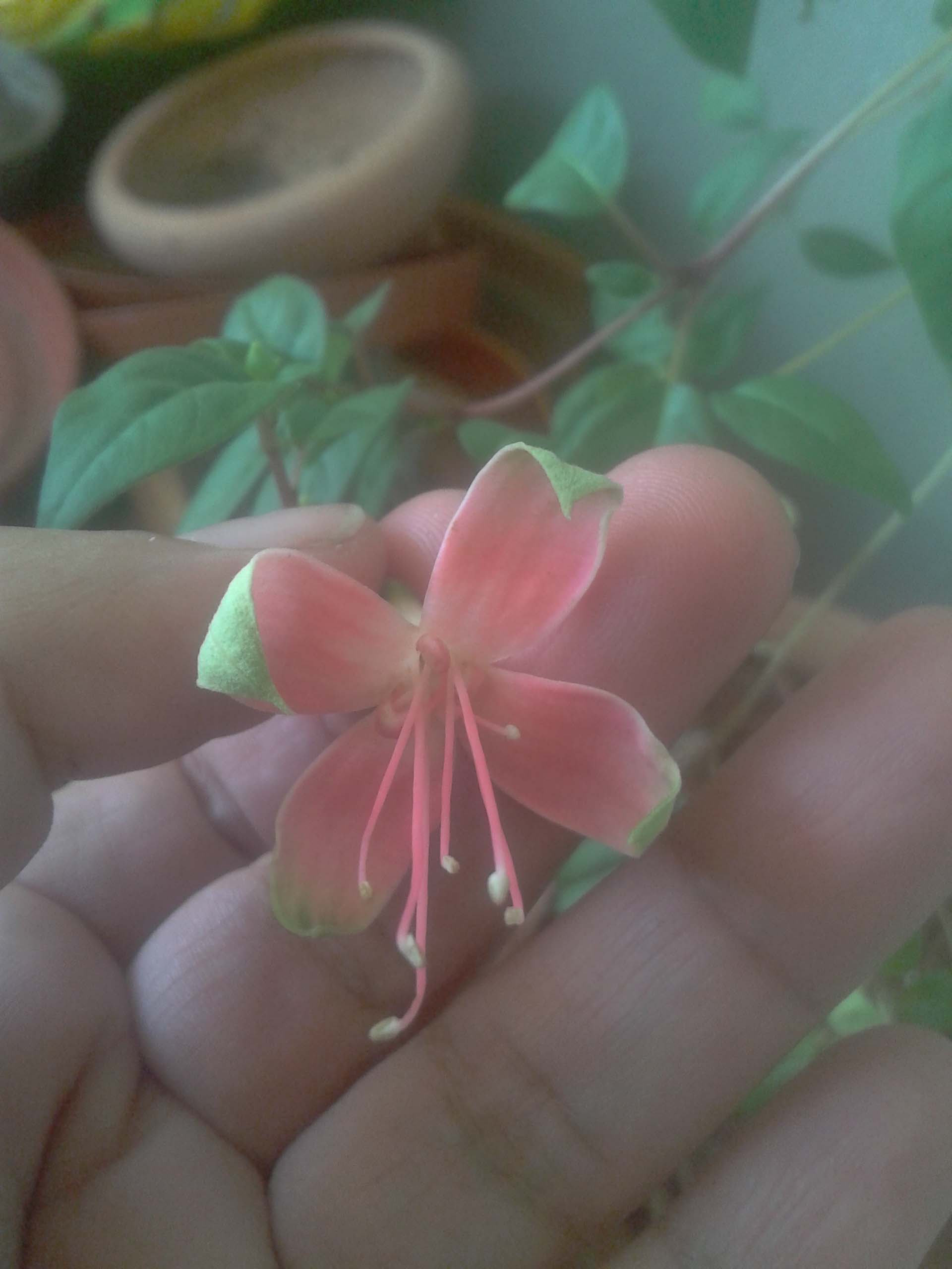 [Foto de planta, jardin, jardineria]