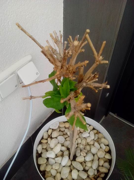 [Foto de planta, jardin, jardineria]