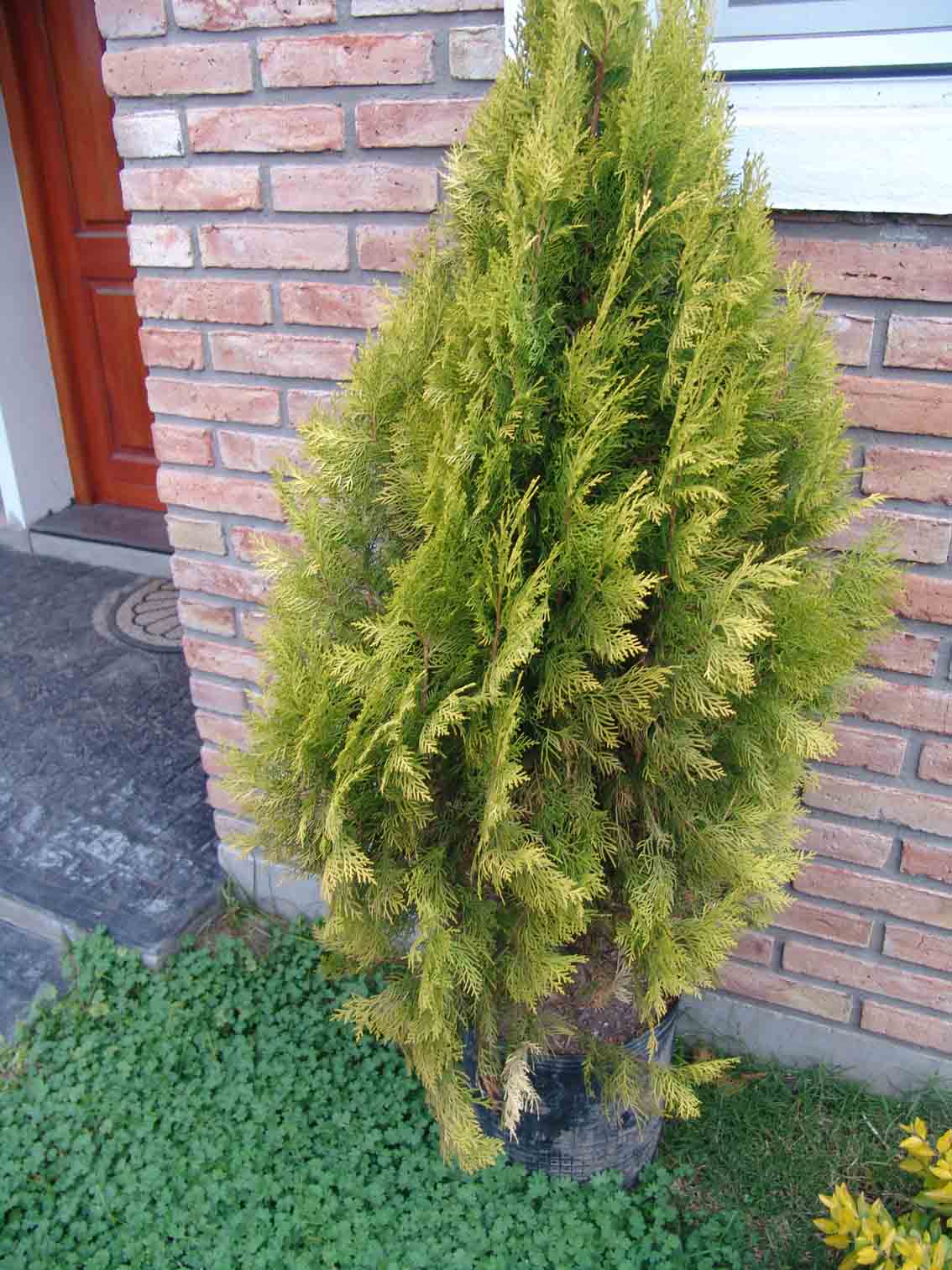 [Foto de planta, jardin, jardineria]