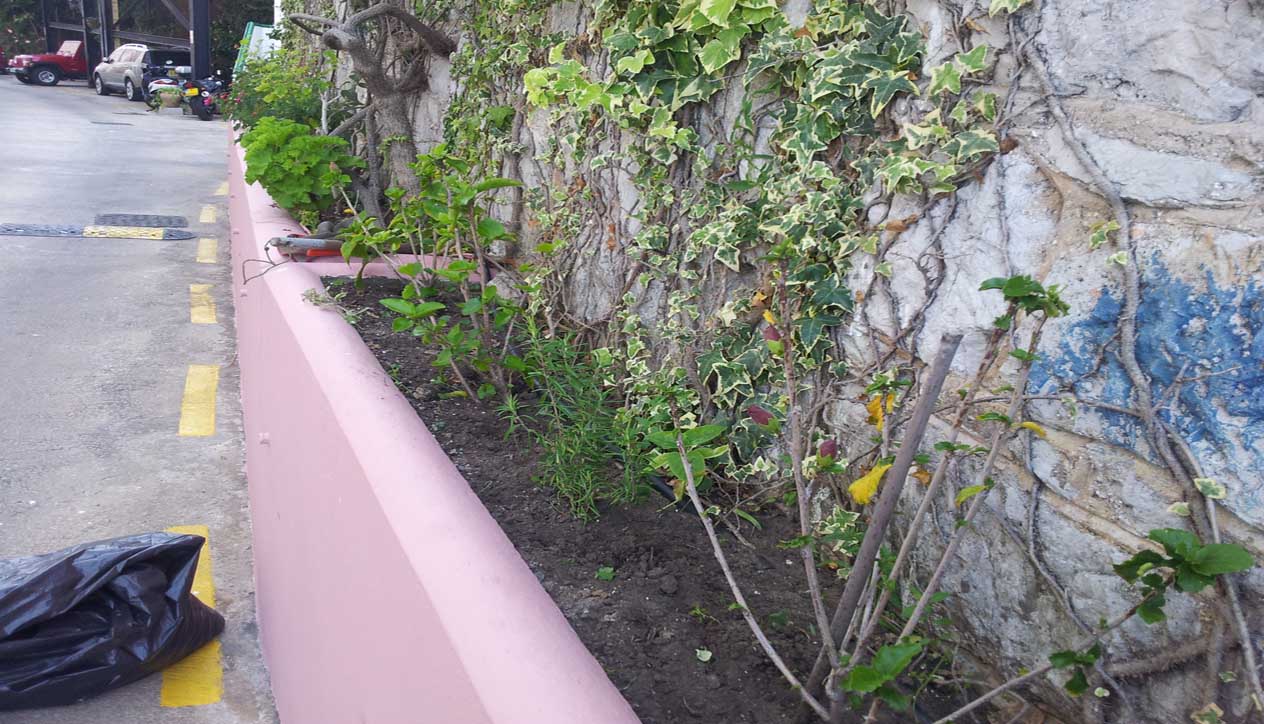[Foto de planta, jardin, jardineria]