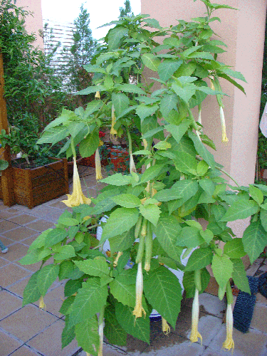 [Foto de planta, jardin, jardineria]