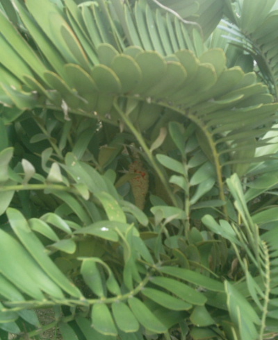 [Foto de planta, jardin, jardineria]