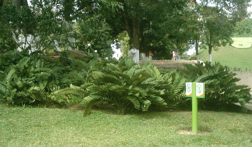 [Foto de planta, jardin, jardineria]