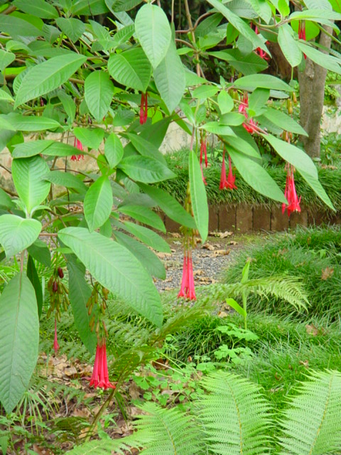 [Foto de planta, jardin, jardineria]