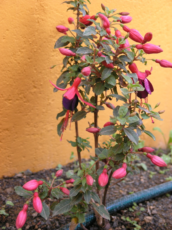 [Foto de planta, jardin, jardineria]