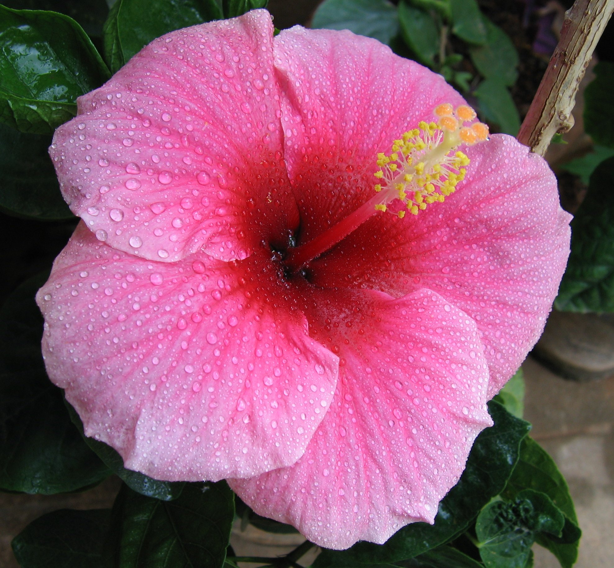 [Foto de planta, jardin, jardineria]