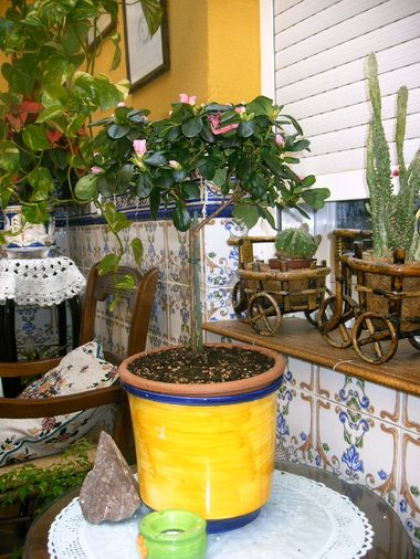 [Foto de planta, jardin, jardineria]