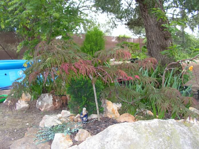 [Foto de planta, jardin, jardineria]