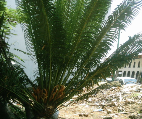 [Foto de planta, jardin, jardineria]