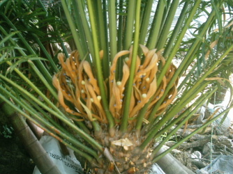 [Foto de planta, jardin, jardineria]