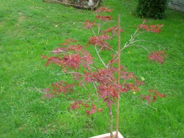 [Foto de planta, jardin, jardineria]