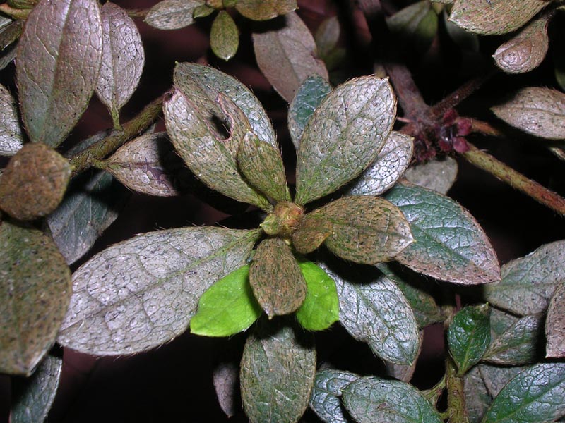 Problemas, plagas y enfermedades de azalea