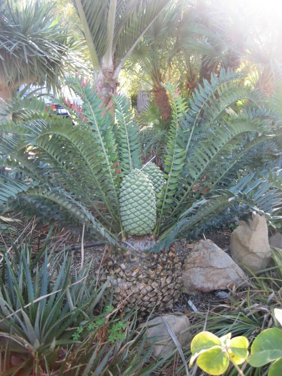 [Foto de planta, jardin, jardineria]