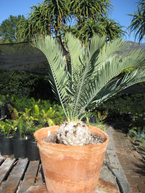 [Foto de planta, jardin, jardineria]