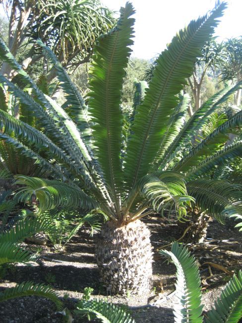 [Foto de planta, jardin, jardineria]