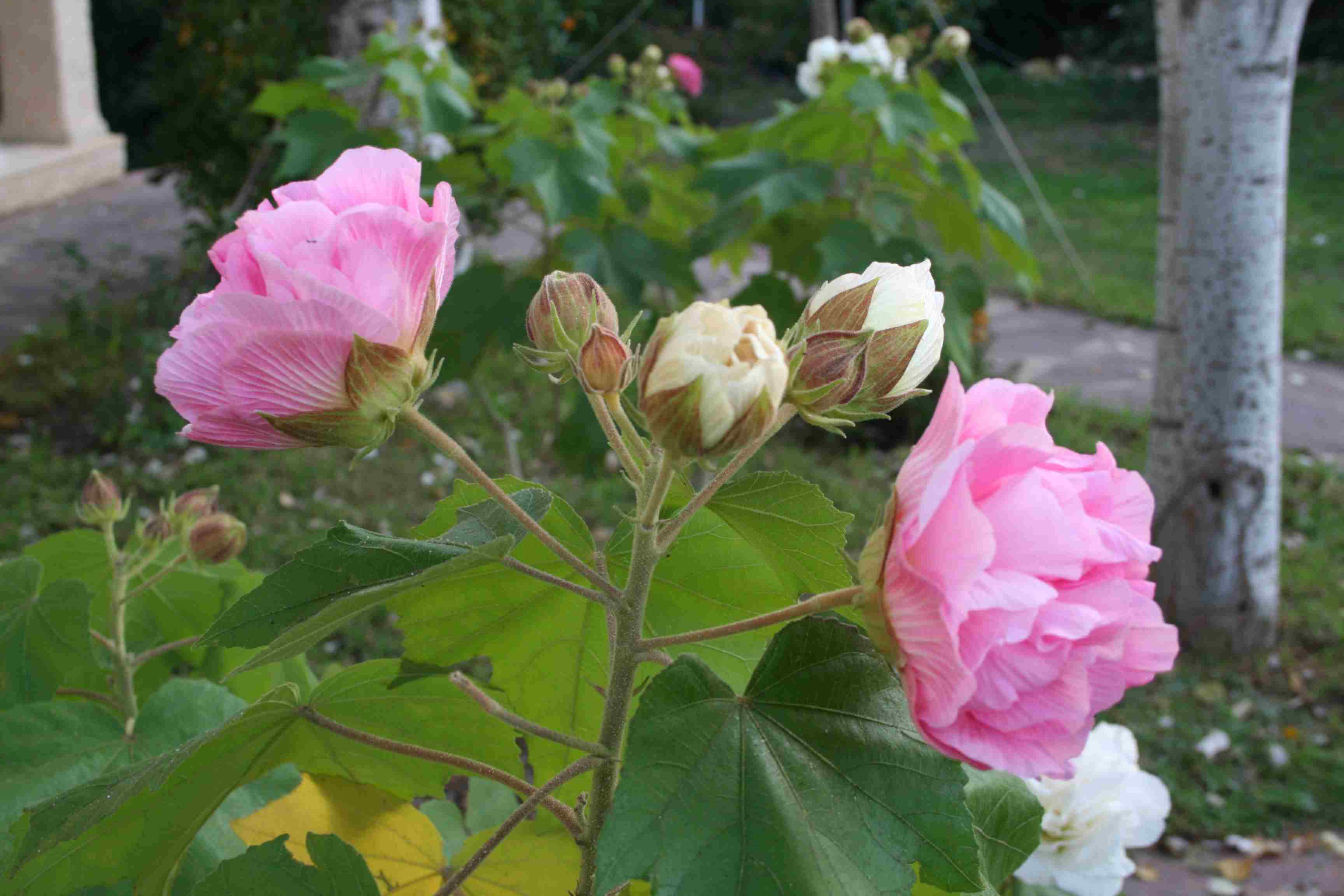 [Foto de planta, jardin, jardineria]