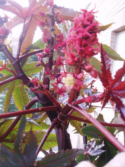 [Foto de planta, jardin, jardineria]