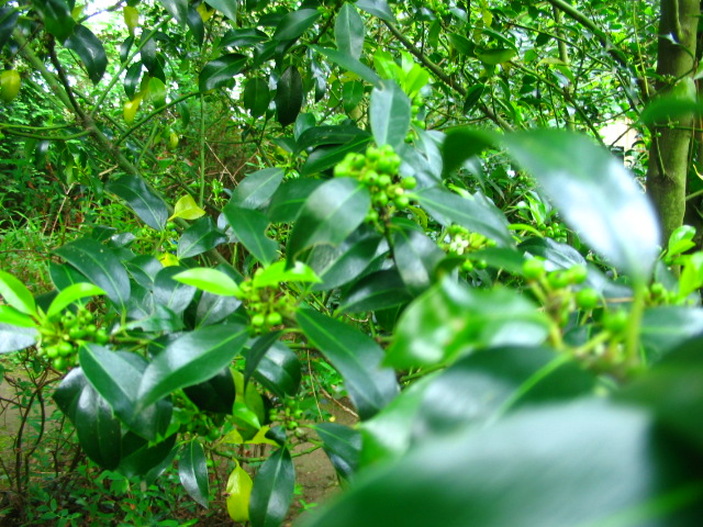 [Foto de planta, jardin, jardineria]