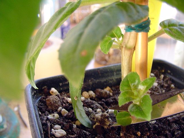 [Foto de planta, jardin, jardineria]