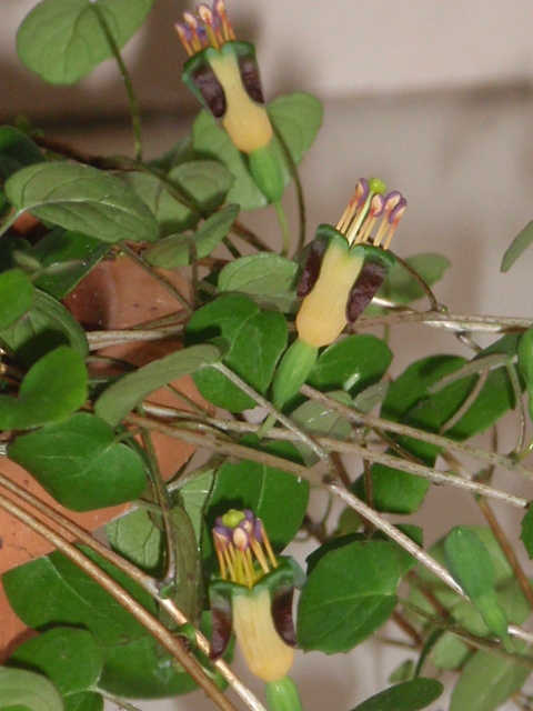 [Foto de planta, jardin, jardineria]