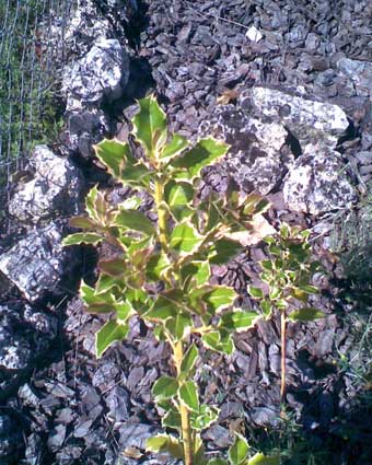[Foto de planta, jardin, jardineria]