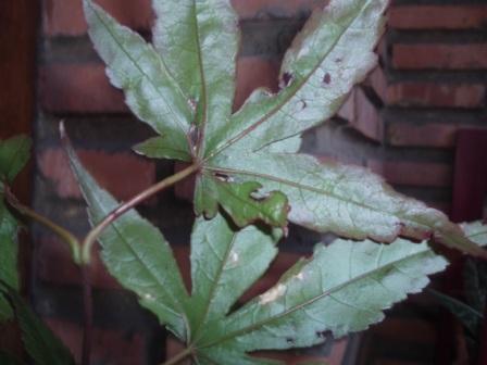 [Foto de planta, jardin, jardineria]