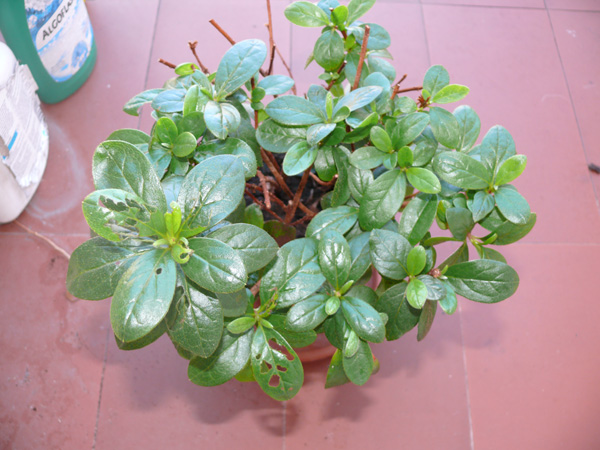 [Foto de planta, jardin, jardineria]
