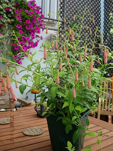 [Foto de planta, jardin, jardineria]