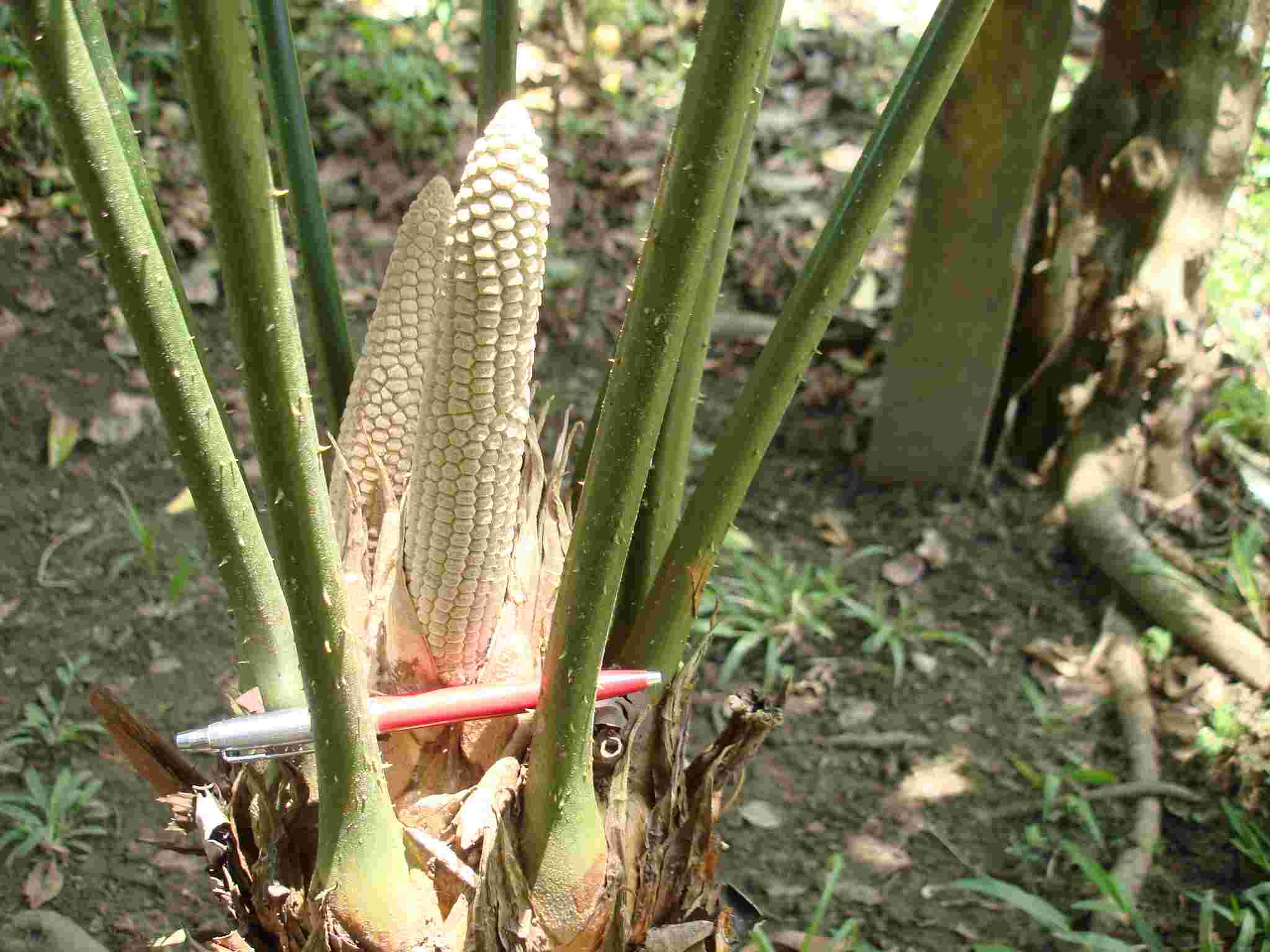 [Foto de planta, jardin, jardineria]