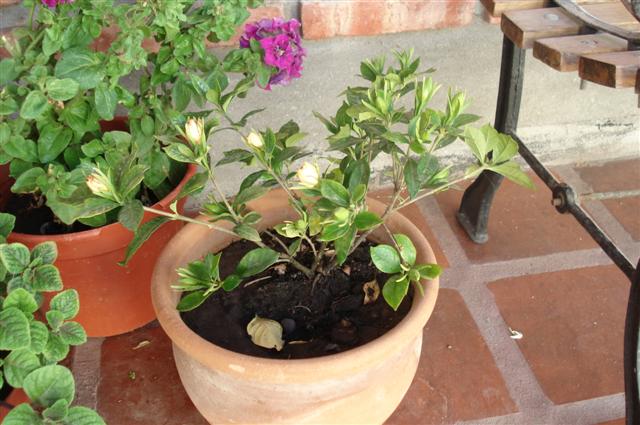 [Foto de planta, jardin, jardineria]