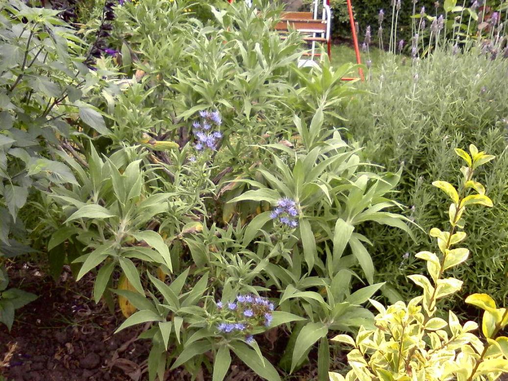 [Foto de planta, jardin, jardineria]