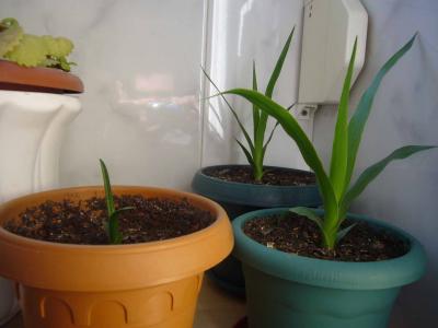 [Foto de planta, jardin, jardineria]