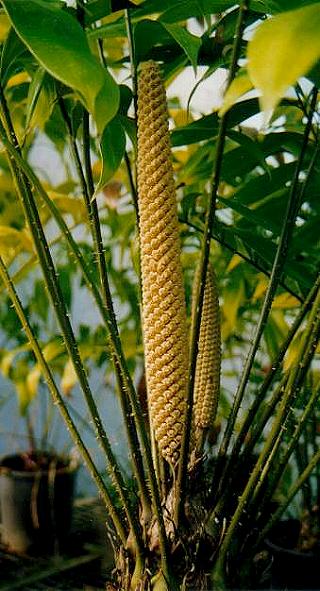 [Foto de planta, jardin, jardineria]