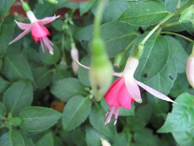 [Foto de planta, jardin, jardineria]