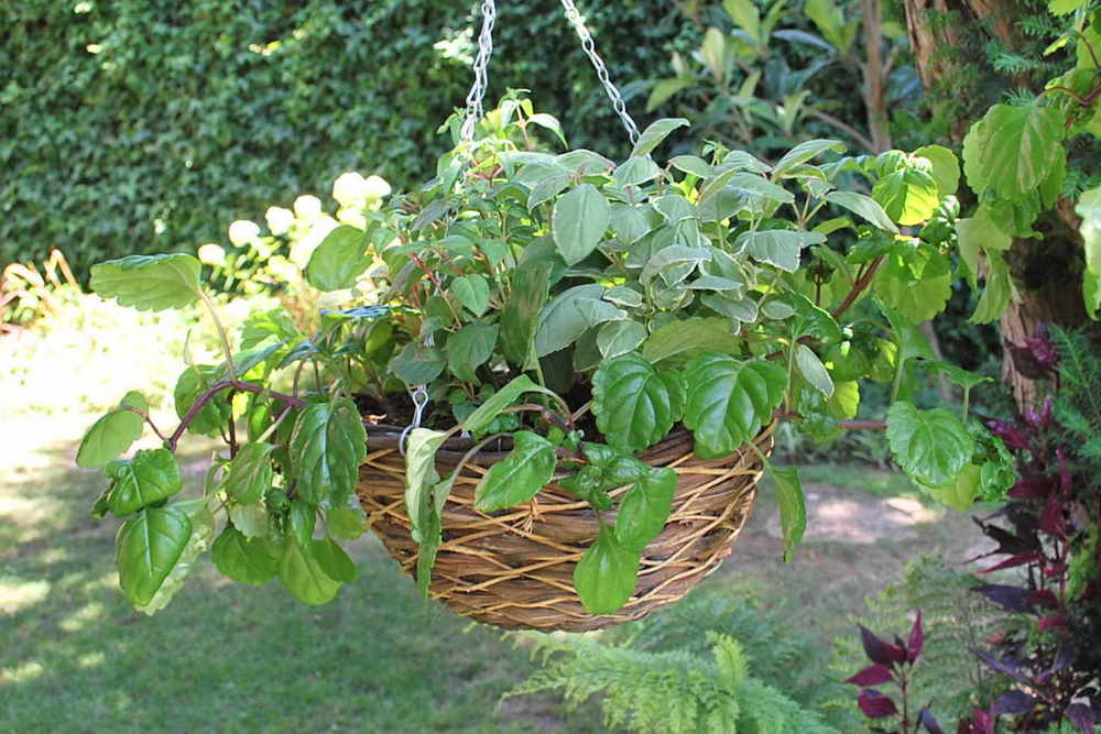 [Foto de planta, jardin, jardineria]