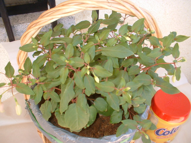 [Foto de planta, jardin, jardineria]