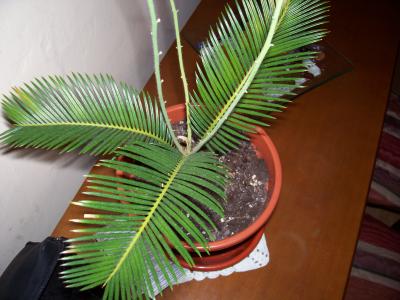 [Foto de planta, jardin, jardineria]