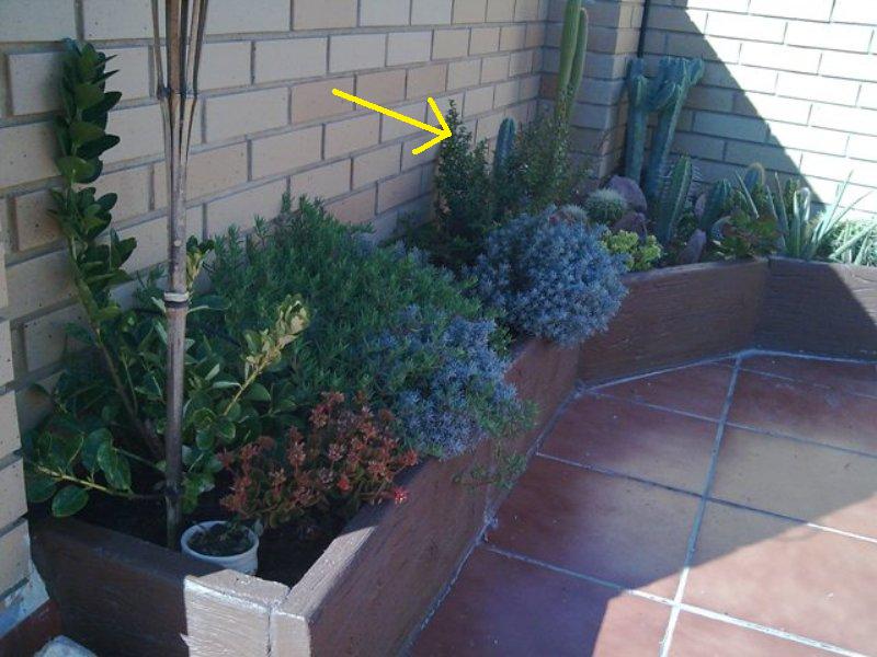 [Foto de planta, jardin, jardineria]