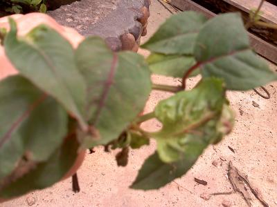 [Foto de planta, jardin, jardineria]