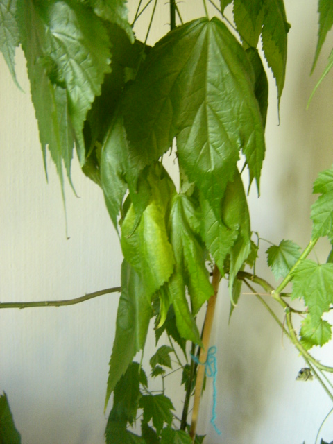 [Foto de planta, jardin, jardineria]