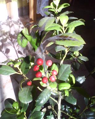 [Foto de planta, jardin, jardineria]