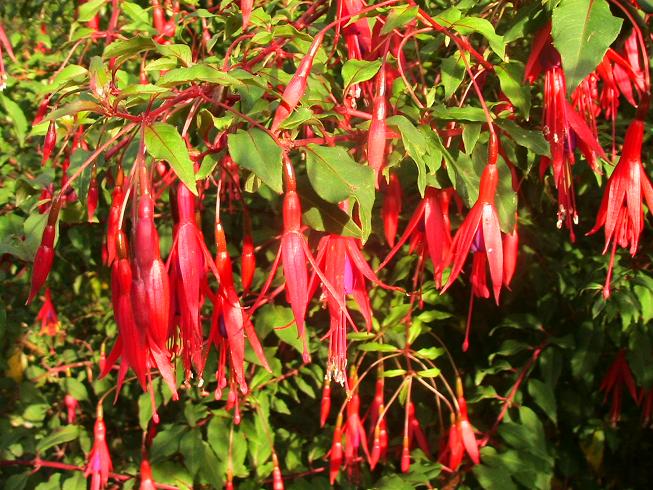 [Foto de planta, jardin, jardineria]