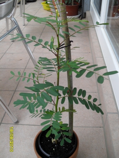 [Foto de planta, jardin, jardineria]