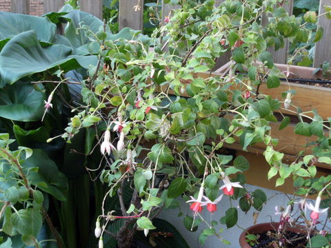[Foto de planta, jardin, jardineria]