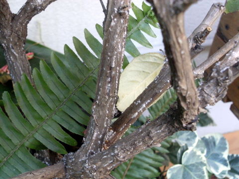 [Foto de planta, jardin, jardineria]