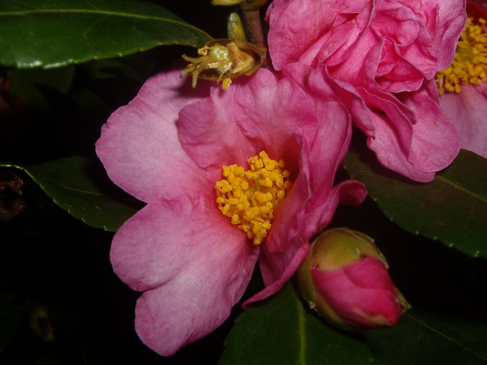 [Foto de planta, jardin, jardineria]