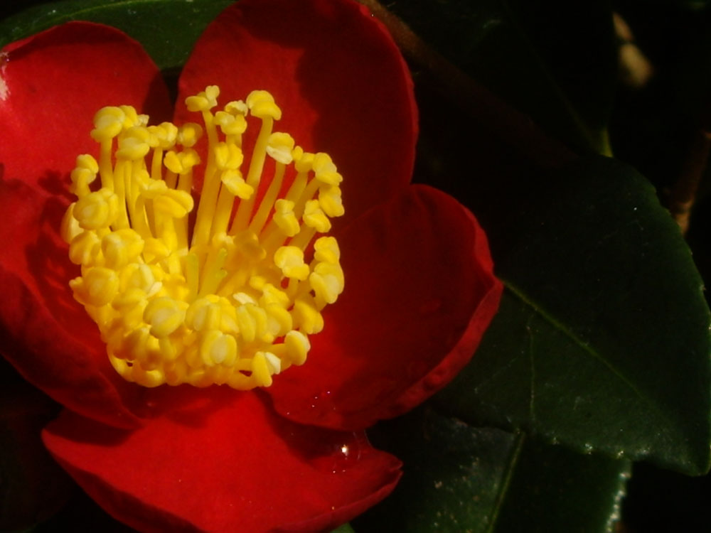 [Foto de planta, jardin, jardineria]