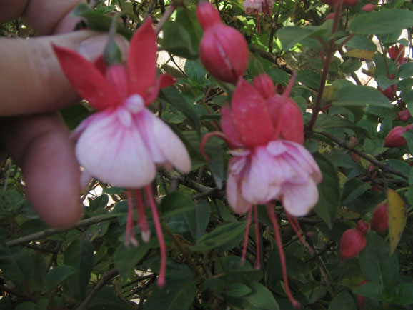 [Foto de planta, jardin, jardineria]