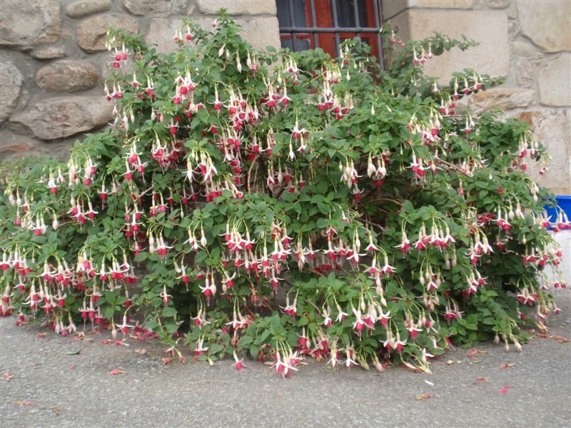 [Foto de planta, jardin, jardineria]