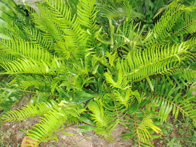 [Foto de planta, jardin, jardineria]